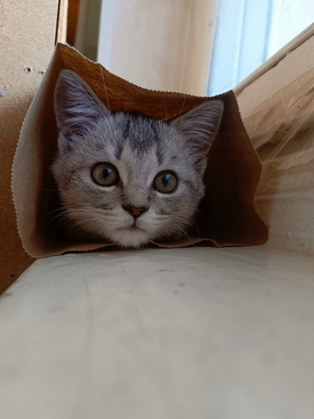 Кошки в нашей жизни. Кошки и все, что с ними связано.