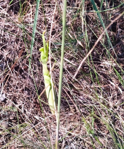 Италия и Франция в одном флаконе: инструкция по созданию нового человека