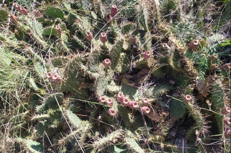 Италия и Франция в одном флаконе: инструкция по созданию нового человека