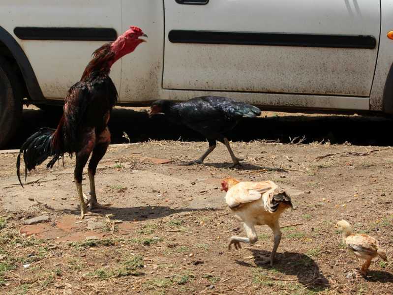 Мадагаскар и Маврикий. Баобабы и киты.