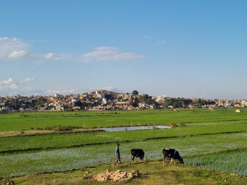 Мадагаскар и Маврикий. Баобабы и киты.