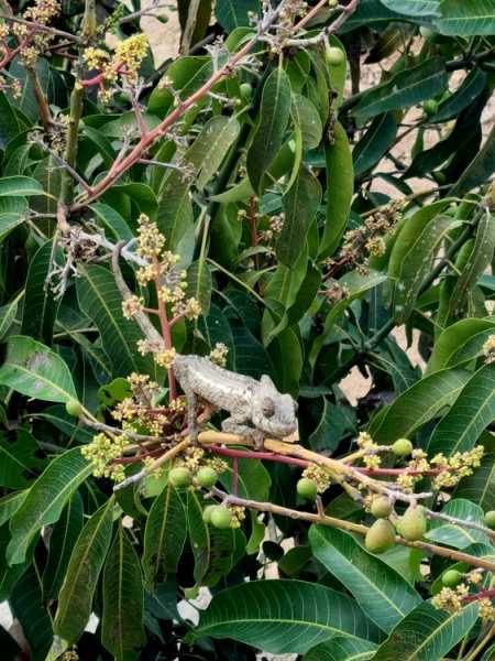 Мадагаскар и Маврикий. Баобабы и киты.