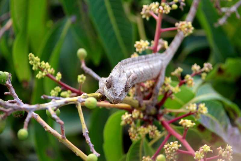 Мадагаскар и Маврикий. Баобабы и киты.