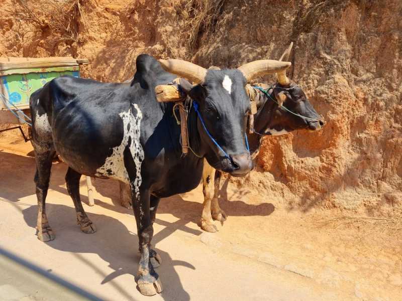 Мадагаскар и Маврикий. Баобабы и киты.