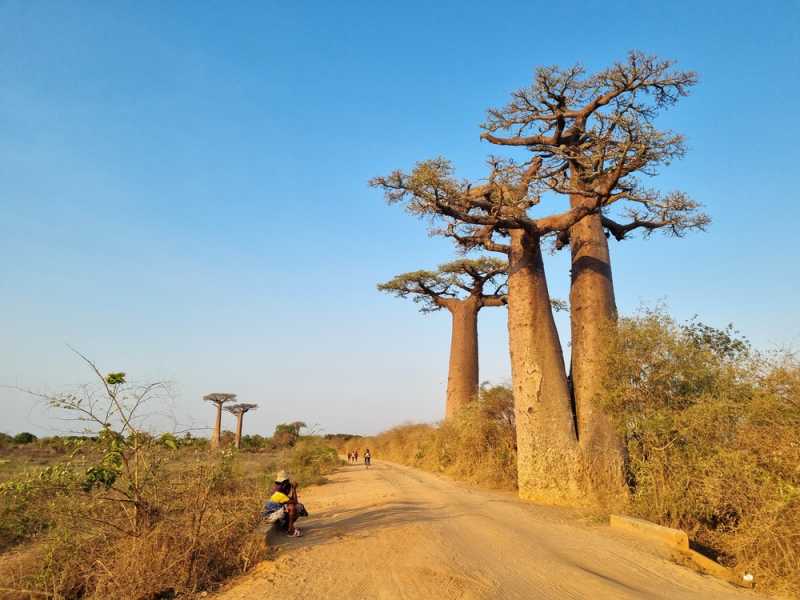 Мадагаскар и Маврикий. Баобабы и киты.
