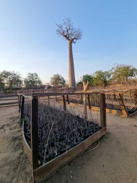 Мадагаскар и Маврикий. Баобабы и киты.