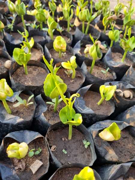 Мадагаскар и Маврикий. Баобабы и киты.