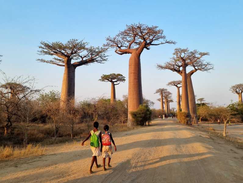 Мадагаскар и Маврикий. Баобабы и киты.
