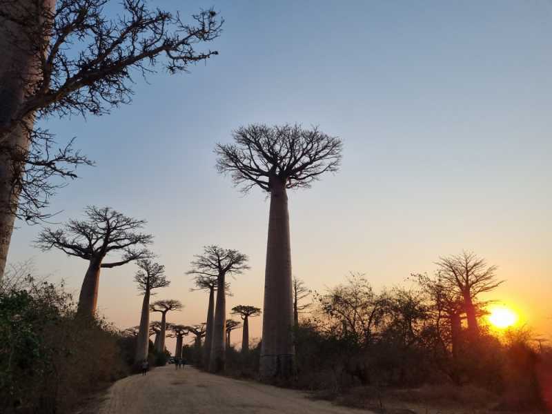 Мадагаскар и Маврикий. Баобабы и киты.