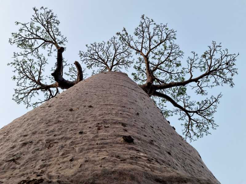 Мадагаскар и Маврикий. Баобабы и киты.