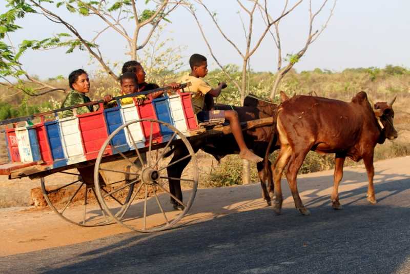 Мадагаскар и Маврикий. Баобабы и киты.
