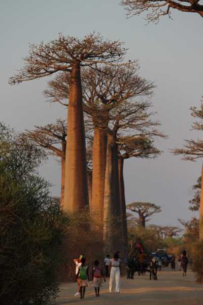 Мадагаскар и Маврикий. Баобабы и киты.