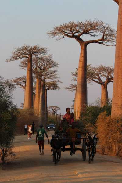 Мадагаскар и Маврикий. Баобабы и киты.