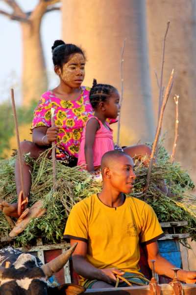 Мадагаскар и Маврикий. Баобабы и киты.