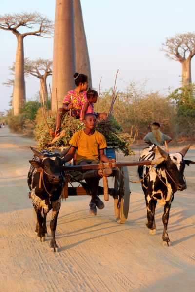 Мадагаскар и Маврикий. Баобабы и киты.