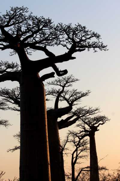 Мадагаскар и Маврикий. Баобабы и киты.