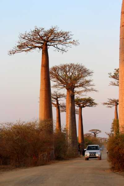 Мадагаскар и Маврикий. Баобабы и киты.