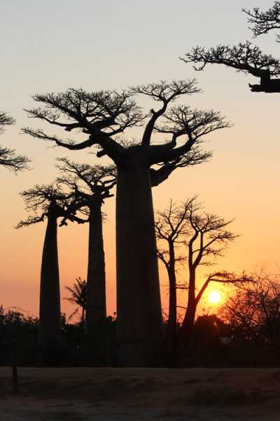 Мадагаскар и Маврикий. Баобабы и киты.