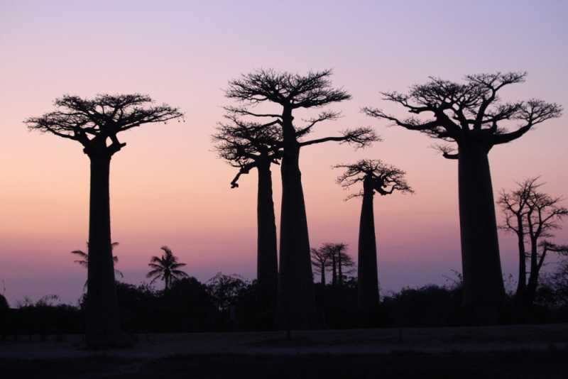 Мадагаскар и Маврикий. Баобабы и киты.