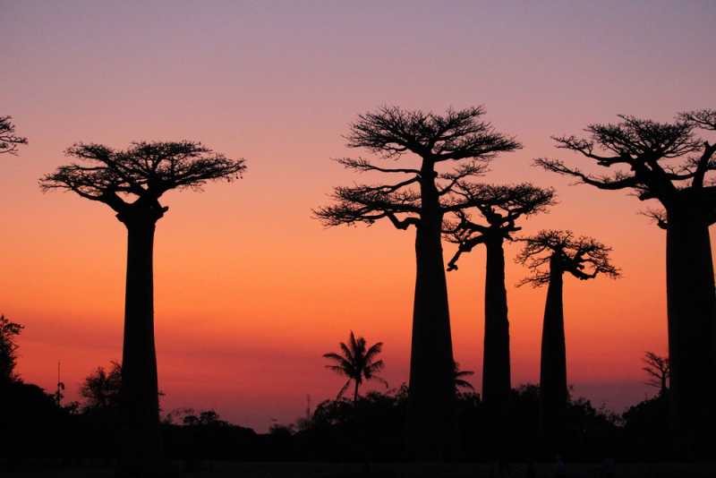 Мадагаскар и Маврикий. Баобабы и киты.