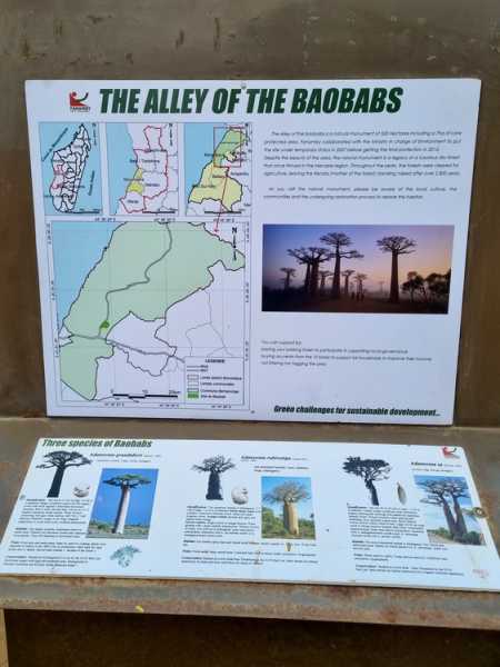 Мадагаскар и Маврикий. Баобабы и киты.