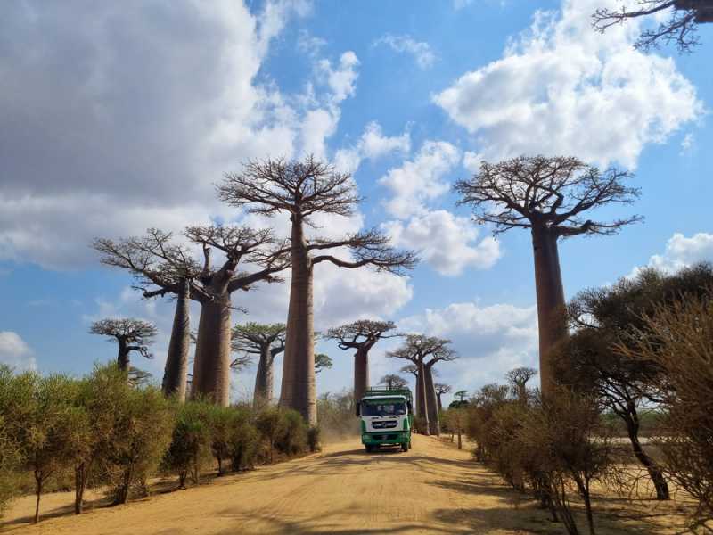 Мадагаскар и Маврикий. Баобабы и киты.