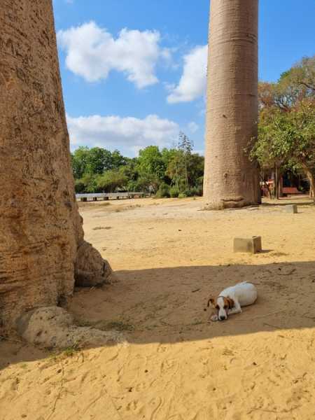 Мадагаскар и Маврикий. Баобабы и киты.