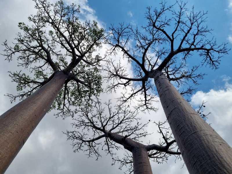 Мадагаскар и Маврикий. Баобабы и киты.