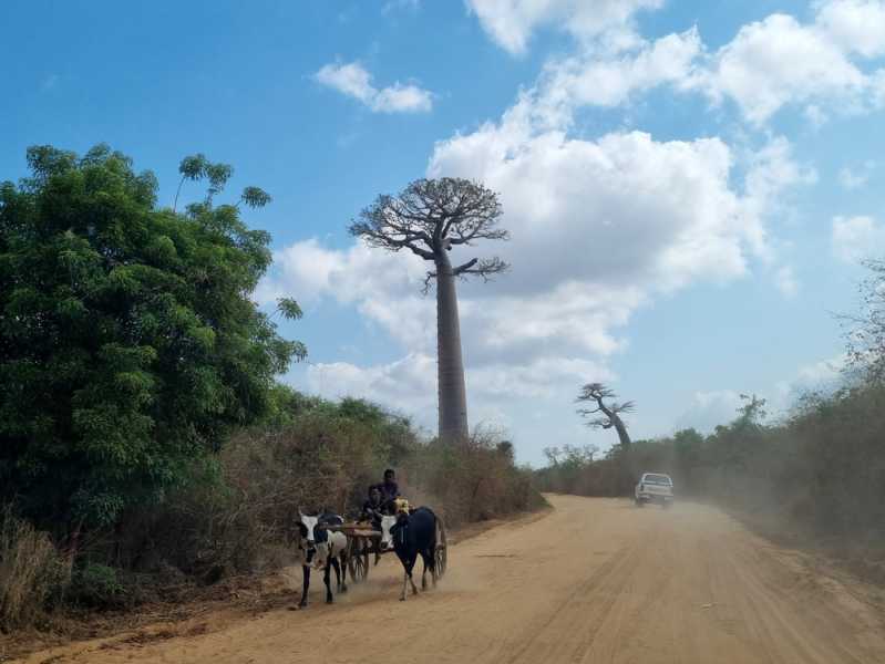 Мадагаскар и Маврикий. Баобабы и киты.