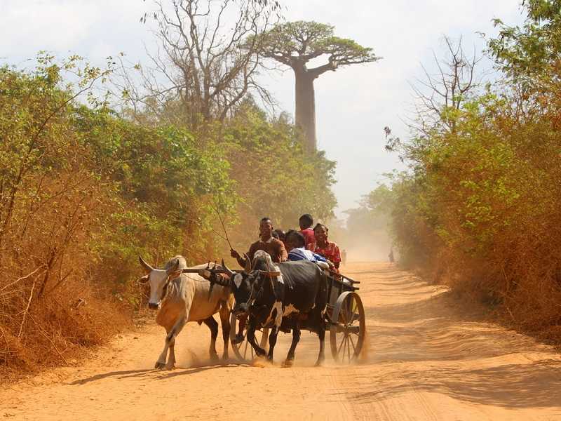 Мадагаскар и Маврикий. Баобабы и киты.