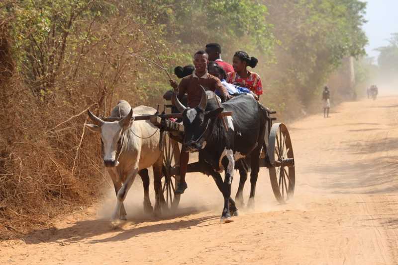 Мадагаскар и Маврикий. Баобабы и киты.