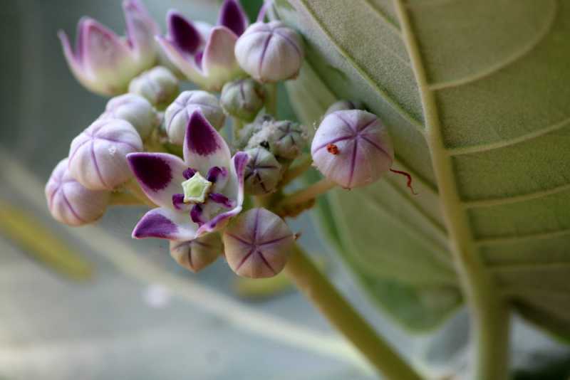 Мадагаскар и Маврикий. Баобабы и киты.