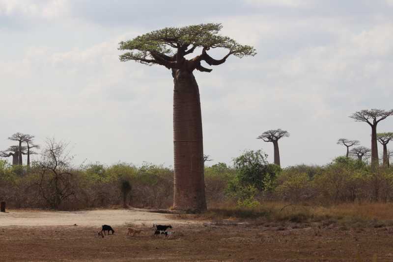 Мадагаскар и Маврикий. Баобабы и киты.