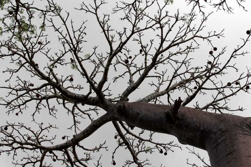 Мадагаскар и Маврикий. Баобабы и киты.