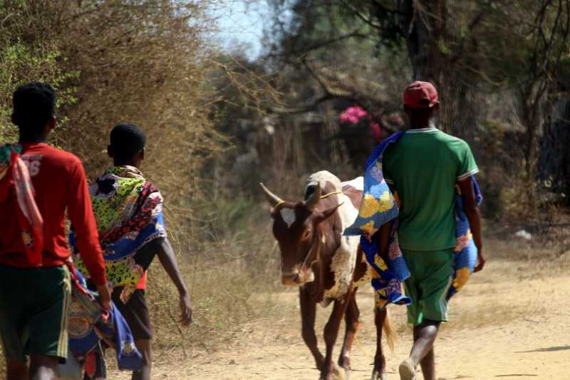 Мадагаскар и Маврикий. Баобабы и киты.