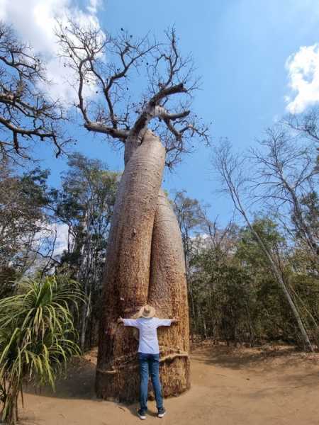 Мадагаскар и Маврикий. Баобабы и киты.