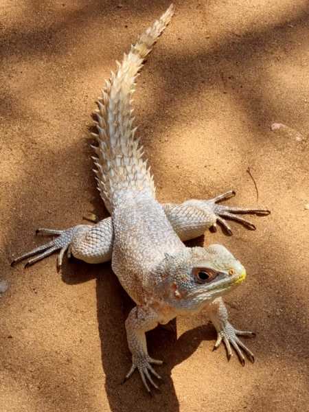 Мадагаскар и Маврикий. Баобабы и киты.
