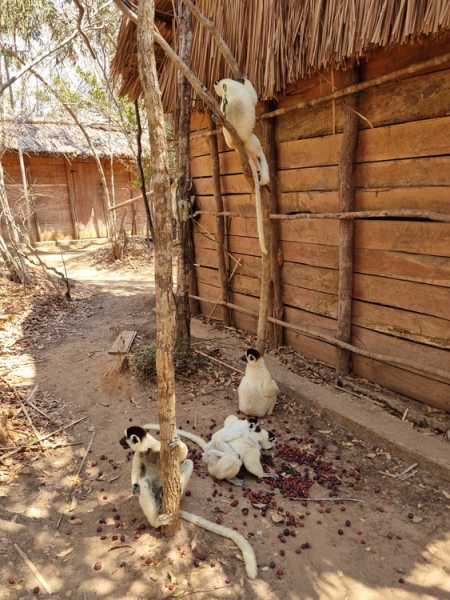 Мадагаскар и Маврикий. Баобабы и киты.