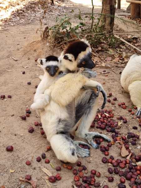 Мадагаскар и Маврикий. Баобабы и киты.