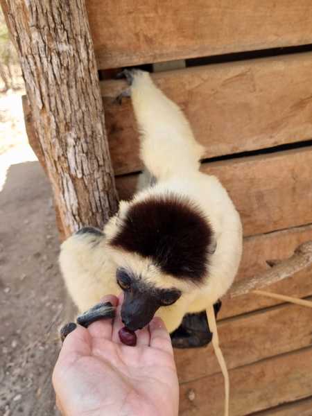 Мадагаскар и Маврикий. Баобабы и киты.