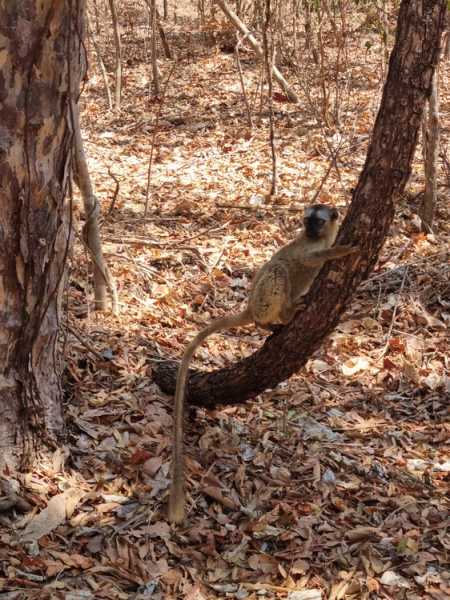 Мадагаскар и Маврикий. Баобабы и киты.