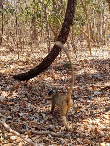 Мадагаскар и Маврикий. Баобабы и киты.