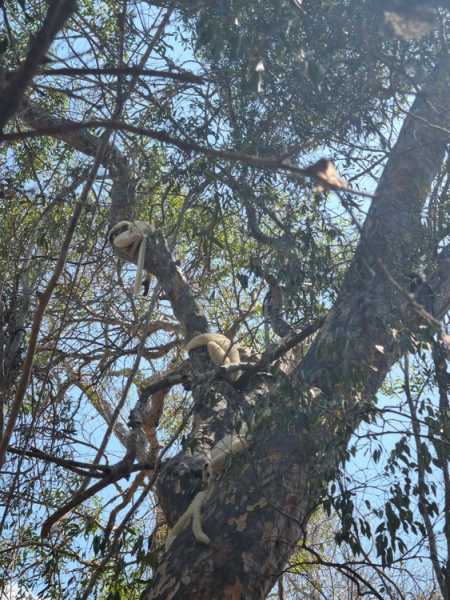 Мадагаскар и Маврикий. Баобабы и киты.