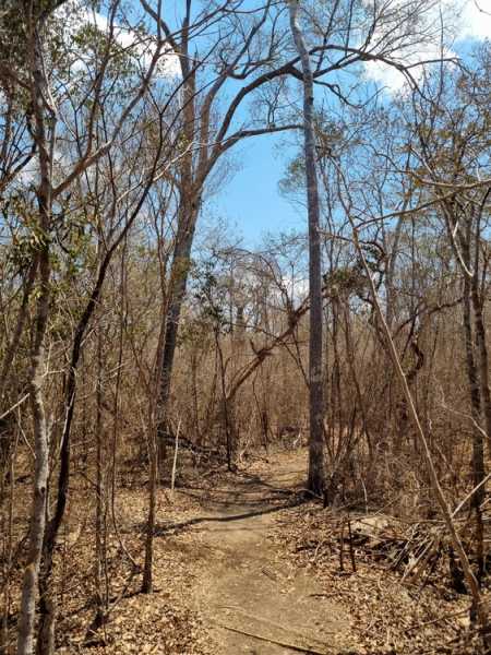 Мадагаскар и Маврикий. Баобабы и киты.
