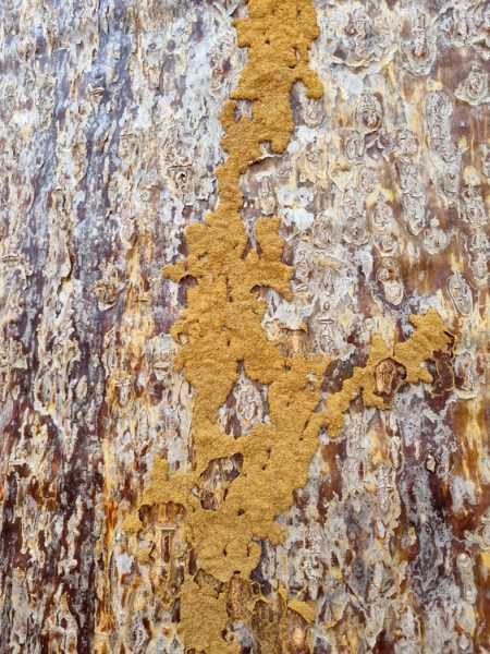 Мадагаскар и Маврикий. Баобабы и киты.