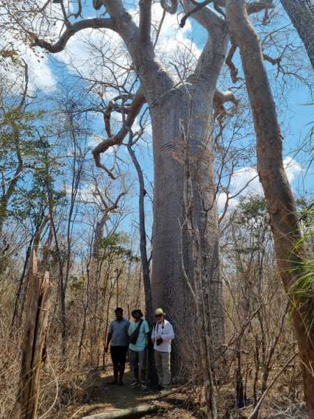 Мадагаскар и Маврикий. Баобабы и киты.