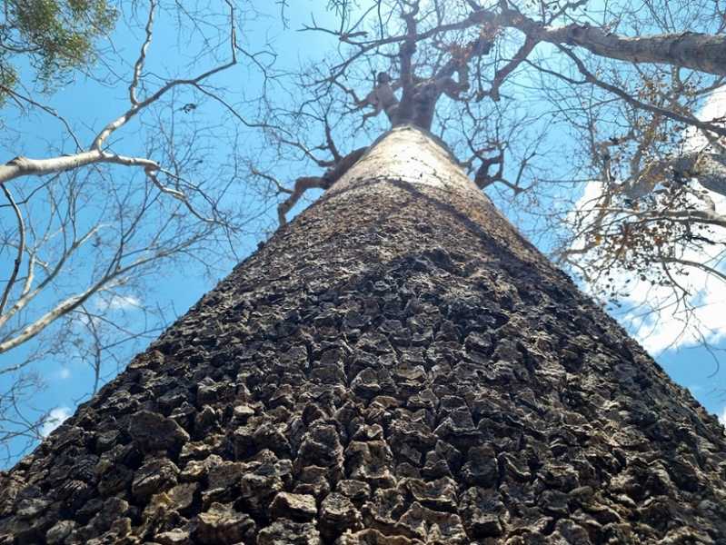 Мадагаскар и Маврикий. Баобабы и киты.