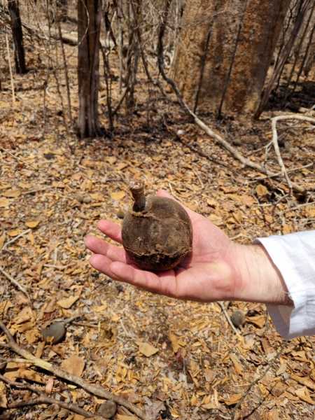 Мадагаскар и Маврикий. Баобабы и киты.