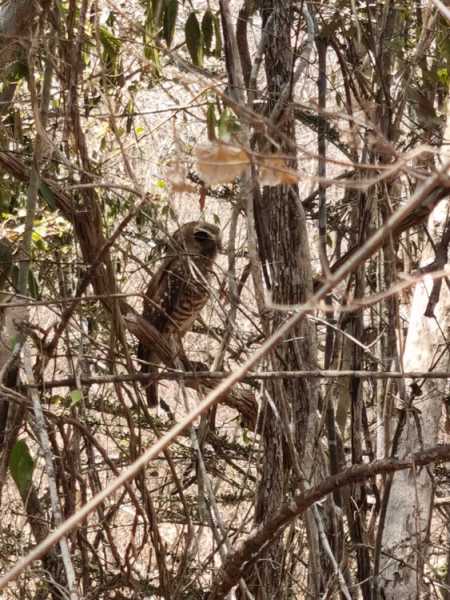 Мадагаскар и Маврикий. Баобабы и киты.