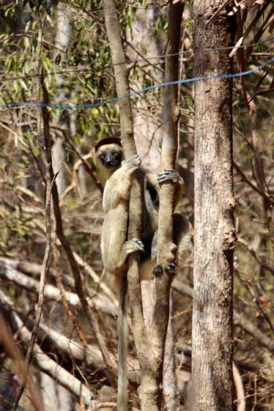 Мадагаскар и Маврикий. Баобабы и киты.